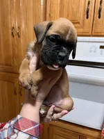 Euro - Fred, a male Boxer for sale in Harrison, AR – Photo 2 of 6