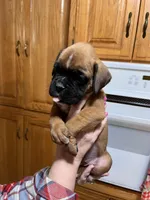 Euro - Fred, a male Boxer for sale in Harrison, AR – Photo 1 of 6