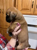 Euro - Fred, a male Boxer for sale in Harrison, AR – Photo 4 of 6