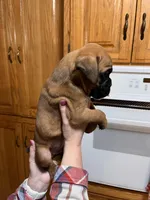 Euro - Fred, a male Boxer for sale in Harrison, AR – Photo 3 of 6