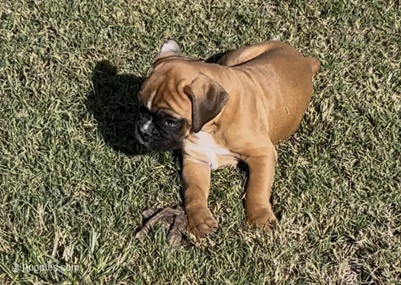 Euro-Squirt – Boxer puppy for sale in Harrison, AR
