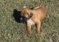 Euro-Squirt, a male Boxer for sale in Harrison, AR – 1 of 9