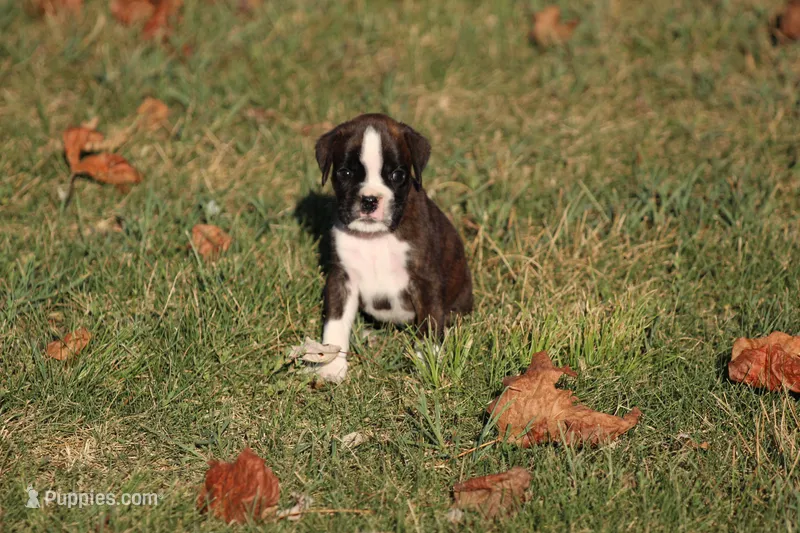 Euro - Clyde – Boxer puppy for sale in Harrison, AR