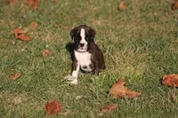Clyde, a male Boxer for sale in Harrison, AR – 2 of 4