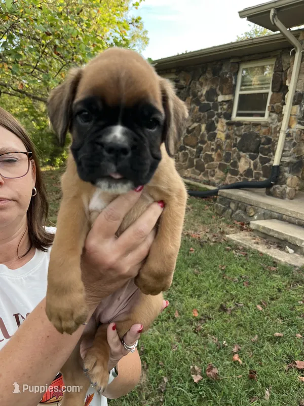 Euro-Sunnie – Boxer puppy for sale in Harrison, AR