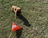 Euro-Squirt, a male Boxer for sale in Harrison, AR – 2 of 9