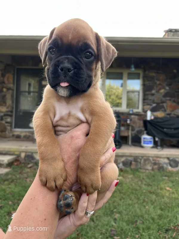 Euro-Rosey – Boxer puppy for sale in Harrison, AR
