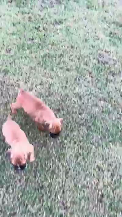 Euro-Squirt, a male Boxer for sale in Harrison, AR – 9 of 9