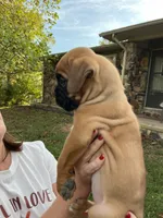 Euro-Rosey, a female Boxer for sale in Harrison, AR – 2 of 9