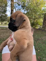Euro-Sunnie, a female Boxer for sale in Harrison, AR – 2 of 10