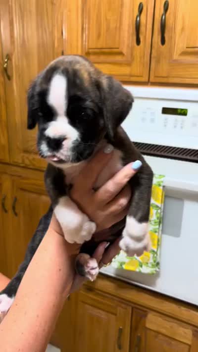 Clyde, a male Boxer for sale in Harrison, AR – 3 of 4
