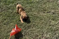 Euro-Squirt, a male Boxer for sale in Harrison, AR – 3 of 9