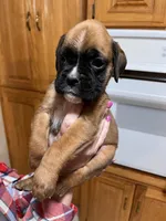 Euro - Wilma, a female Boxer for sale in Harrison, AR – Photo 1 of 6