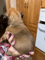 Euro - Wilma, a female Boxer for sale in Harrison, AR – Photo 2 of 6