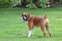 Euro - Wilma, a female Boxer for sale in Harrison, AR – Photo 6 of 6