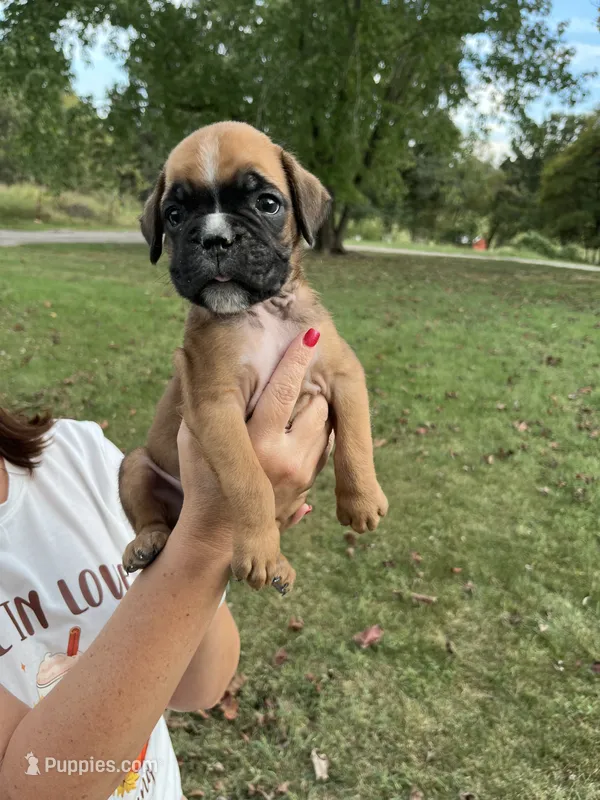 Euro-Squirt – Boxer puppy for sale in Harrison, AR