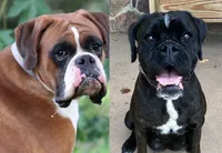 Clyde, a male Boxer for sale in Harrison, AR – 4 of 4