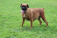 Euro - Barney, a male Boxer for sale in Harrison, AR – Photo 5 of 6