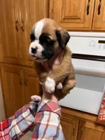 Euro - Barney, a male Boxer for sale in Harrison, AR – Photo 1 of 6