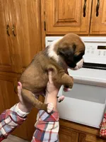 Euro - Barney, a male Boxer for sale in Harrison, AR – Photo 3 of 6