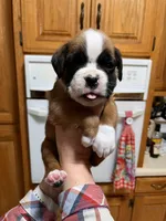 Euro - Barney, a male Boxer for sale in Harrison, AR – Photo 2 of 6