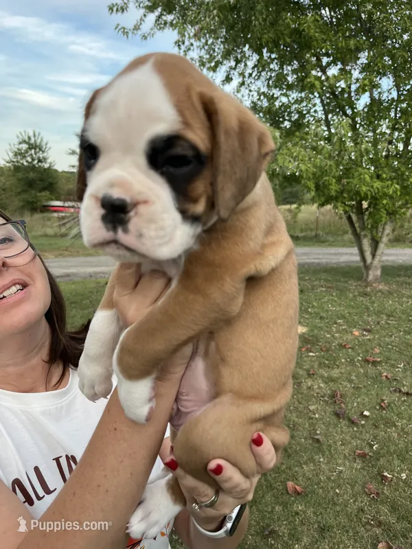 Euro-Goliath – Boxer puppy for sale in Harrison, AR