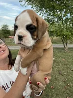 Euro-Goliath, a male Boxer for sale in Harrison, AR – 1 of 10