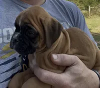 Euro-Squirt, a male Boxer for sale in Harrison, AR – 5 of 9