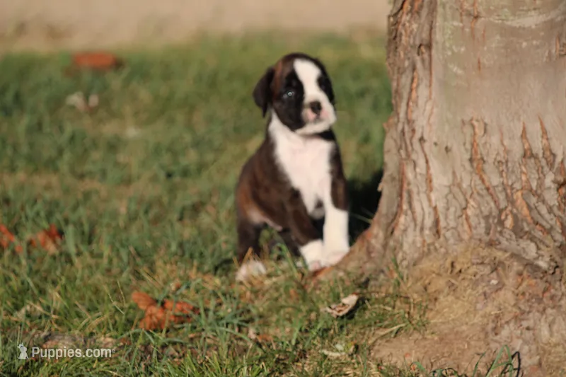 Euro - Bonnie – Boxer puppy for sale in Harrison, AR