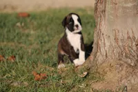 Euro - Bonnie, a female Boxer for sale in Harrison, AR – 1 of 4