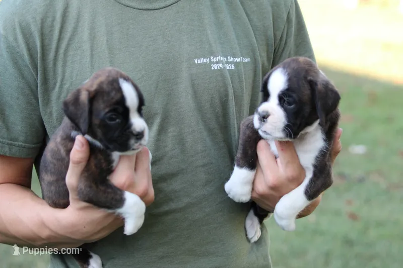 Clyde – Boxer puppy for sale in Harrison, AR