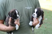 Clyde, a male Boxer for sale in Harrison, AR – 1 of 4