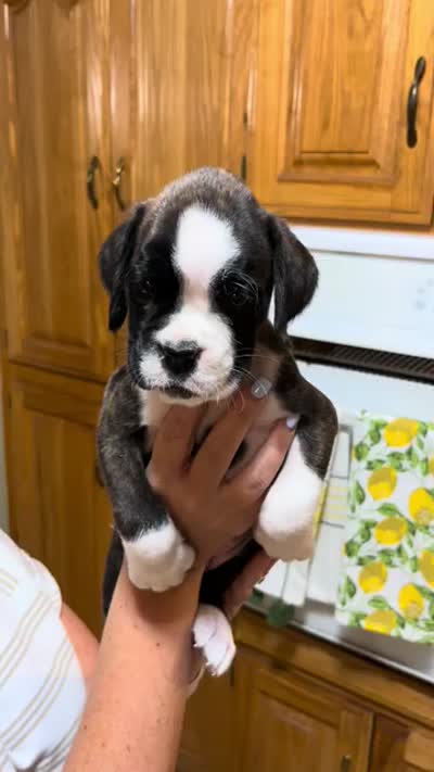 Euro - Bonnie, a female Boxer for sale in Harrison, AR – 4 of 4