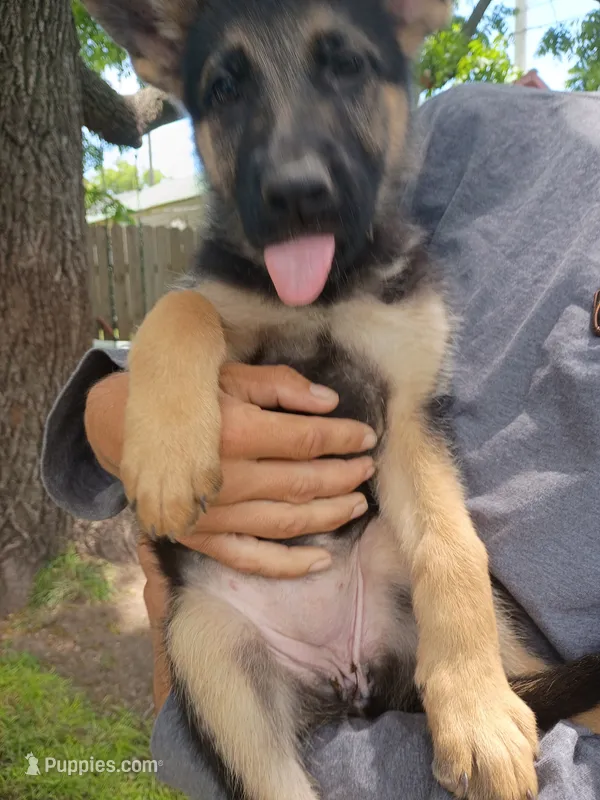 Pink – German Shepherd Dog puppy for sale in Aurora, MO