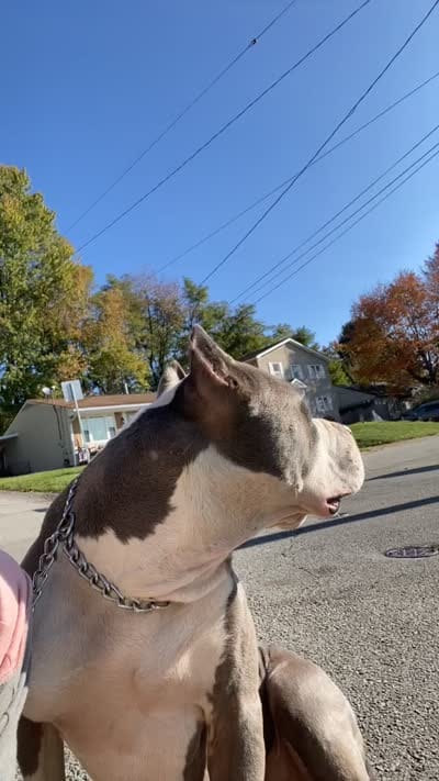 Kane, a male American Bully for sale in Natrona Heights, PA – 2 of 2