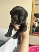 Green camo , a female Cane Corso for sale in Natrona Heights, PA – Photo 2 of 2