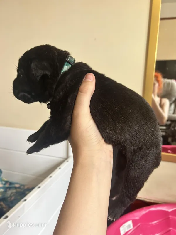 Green camo  – Cane Corso puppy for sale in Natrona Heights, PA