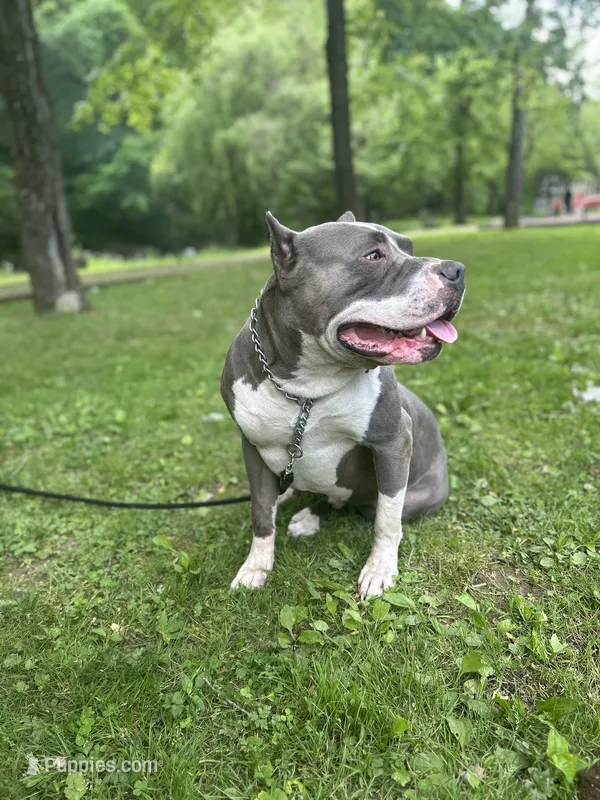 Kane, a male American Bully for sale in Natrona Heights, PA – 1 of 2
