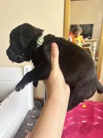 Green checkered , a female Cane Corso for sale in Natrona Heights, PA – Photo 1 of 2