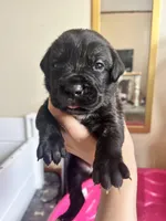 Green checkered , a female Cane Corso for sale in Natrona Heights, PA – Photo 2 of 2