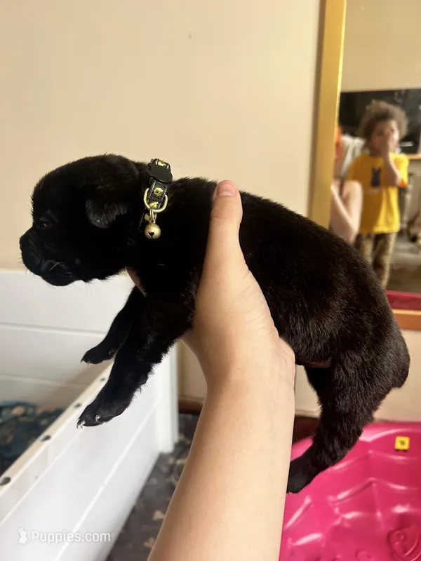 Egypt  – Cane Corso puppy for sale in Natrona Heights, PA