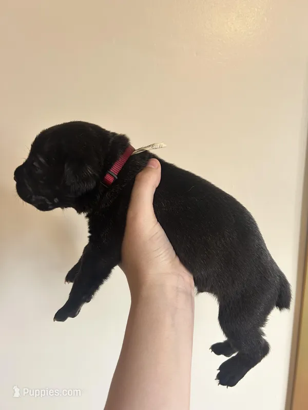 Red – Cane Corso puppy for sale in Natrona Heights, PA