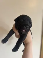 Red, a male Cane Corso for sale in Natrona Heights, PA – Photo 2 of 2