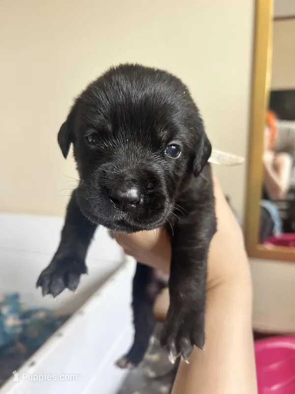 Light blue – Cane Corso puppy for sale in Natrona Heights, PA