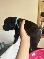 Light blue, a female Cane Corso for sale in Natrona Heights, PA – Photo 2 of 2