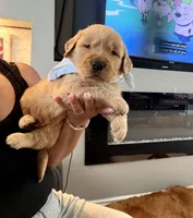 Buddy, a male Golden Retriever for sale in Fontana, CA – Photo 2 of 3