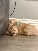 Buddy, a male Golden Retriever for sale in Fontana, CA – Photo 3 of 3