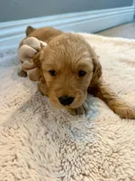 Daisy, a female Golden Retriever for sale in Fontana, CA – Photo 3 of 3