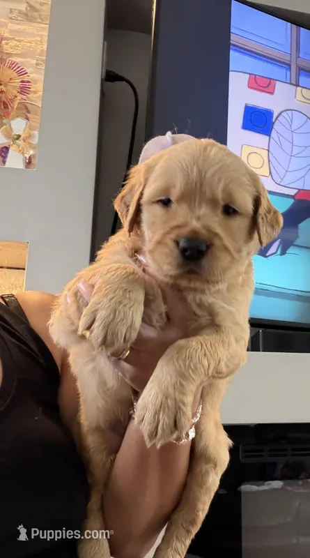 Daisy – Golden Retriever puppy for sale in Fontana, CA