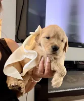 Lily, a female Golden Retriever for sale in Fontana, CA – Photo 3 of 4